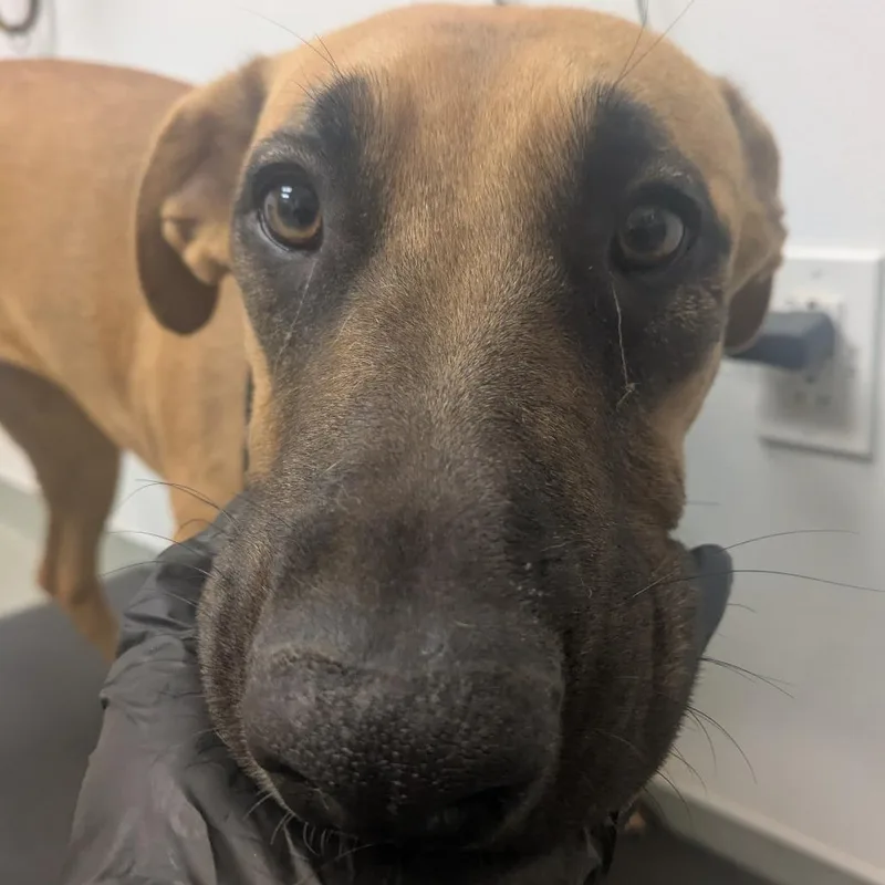 An adult medium-sized female Black Mouth Cur dog named Hecate for adoption in Abilene, TX