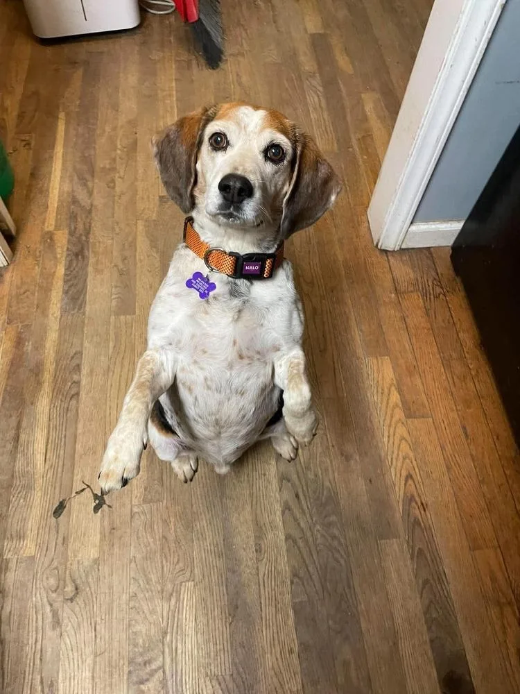 A senior medium-sized male Tricolor (Brown, Black, & White) Beagle dog named Jack B. Nimble for adoption in Pottstown, PA