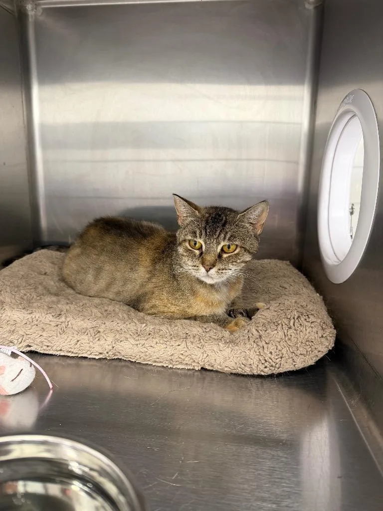 An adult medium-sized female Domestic Short Hair cat named Quinley for adoption in Glenfield, NY