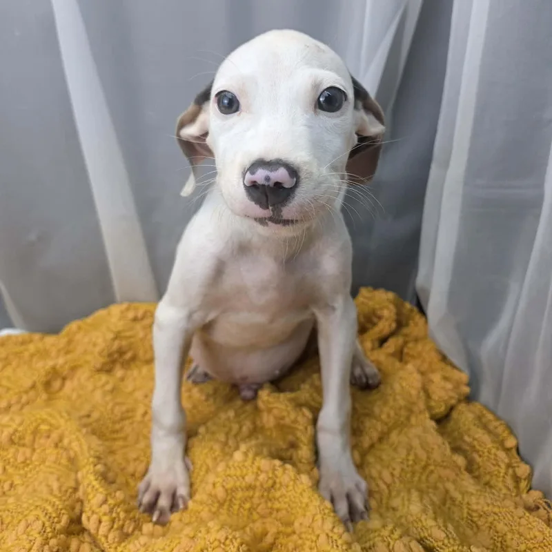 Peanuckle thumbnail 4