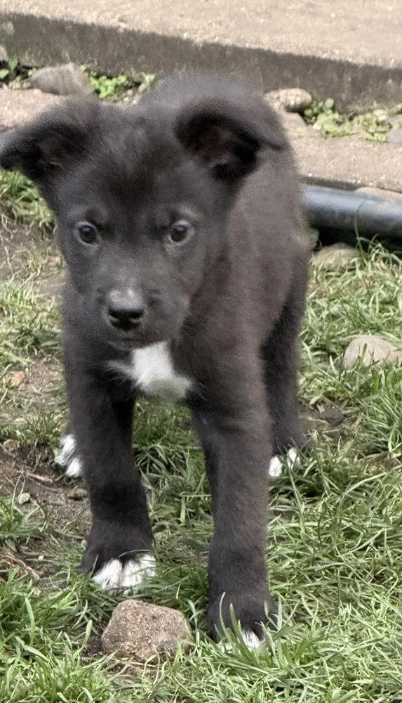 A baby medium-sized male Australian Shepherd dog named Echo for adoption in South Bend, IN