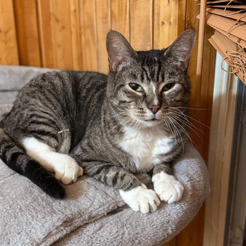 Kickflip thumbnail 2