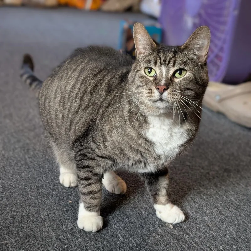 Kickflip thumbnail 3