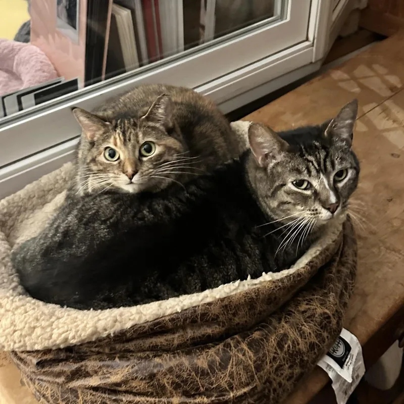 Kickflip thumbnail 4