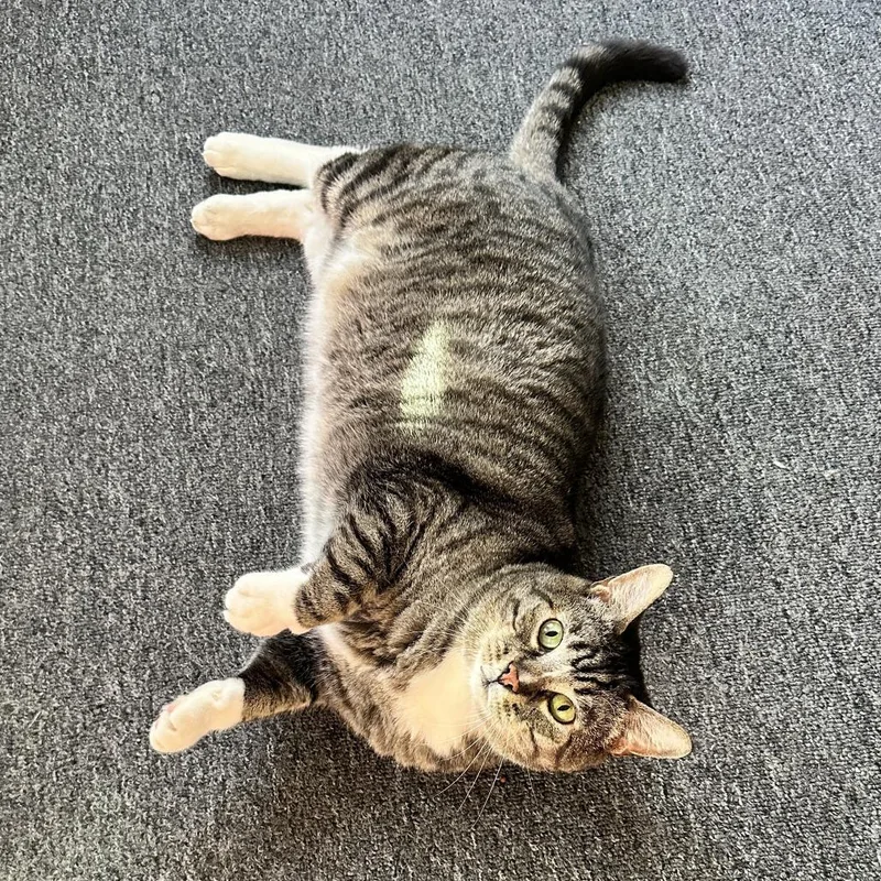 Kickflip thumbnail 5