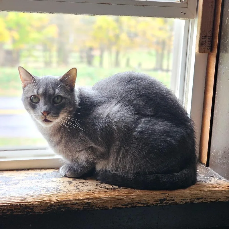 Lucky Star thumbnail 5