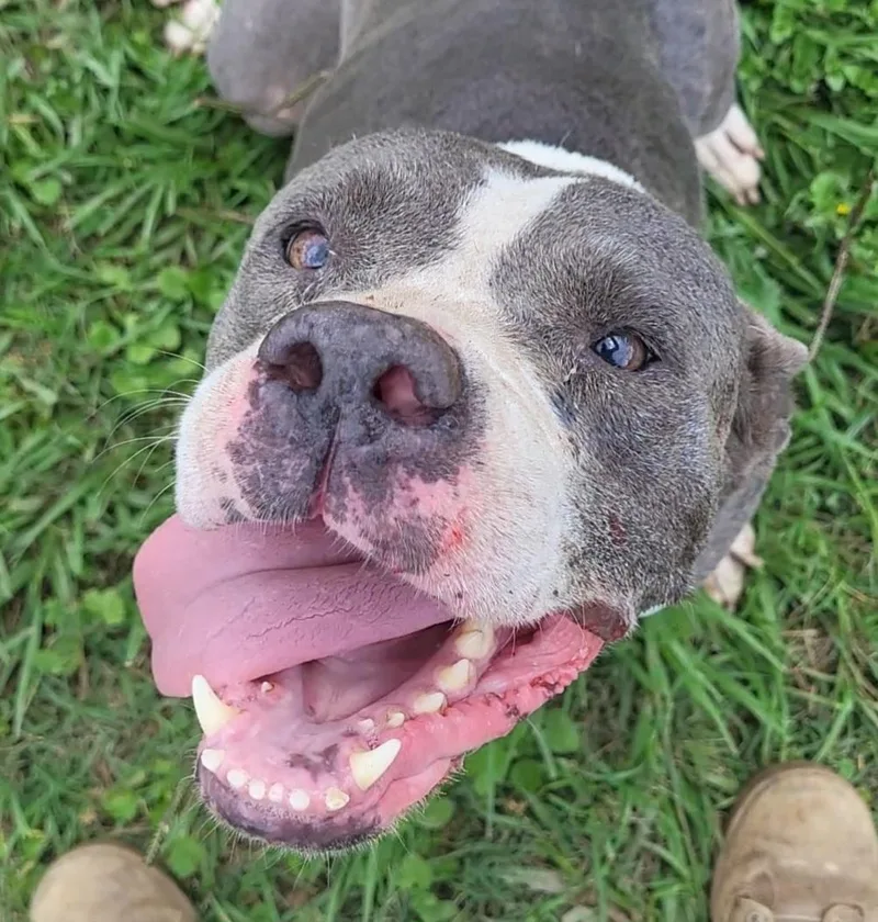 A senior medium-sized female Gray / Blue / Silver Pit Bull Terrier dog named Betty for adoption in Rockdale, TX