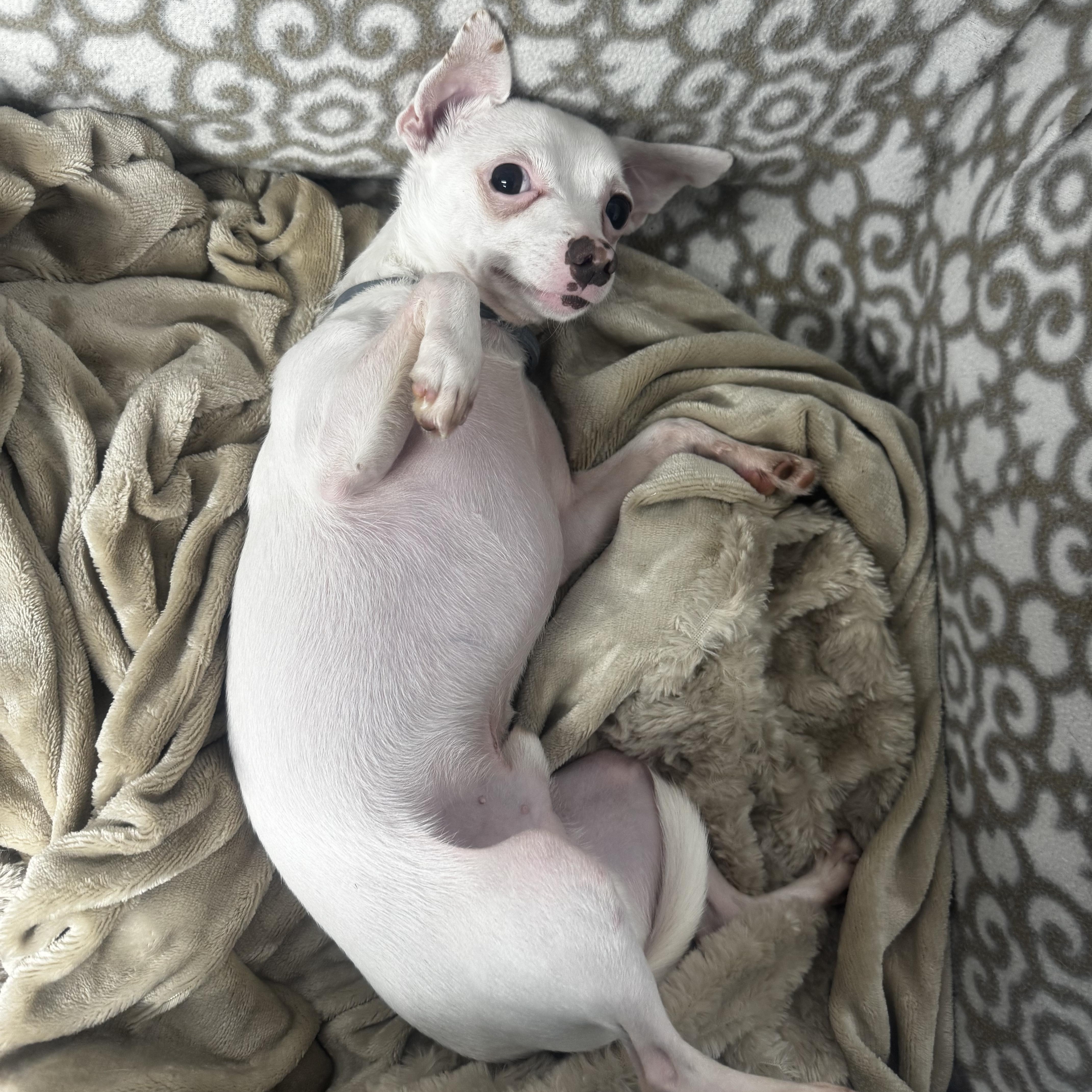 An adult small-sized male White / Cream Chihuahua dog named Sonny for adoption in Middleboro, MA