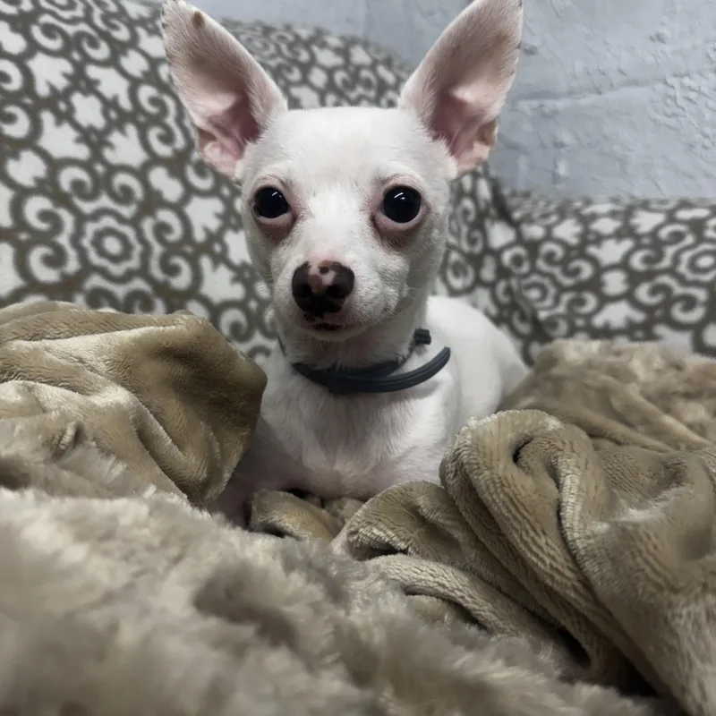 Sonny thumbnail 3