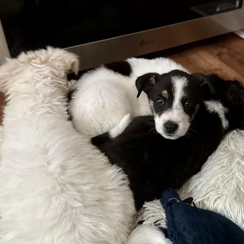 A baby medium-sized female Tricolor (Brown, Black, & White) Australian Shepherd dog named Squirt for adoption in Los Gatos, CA