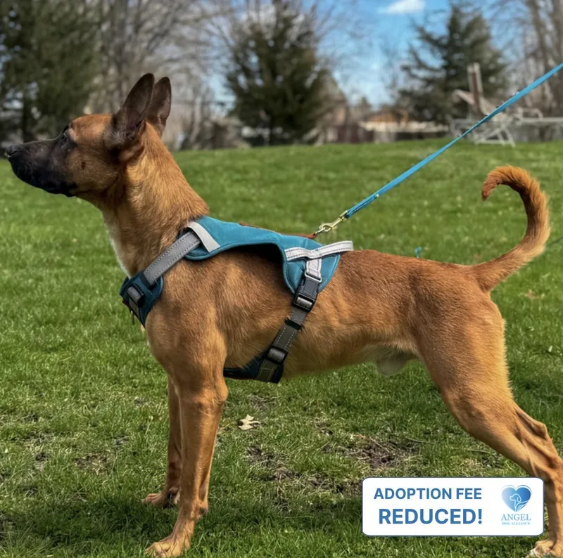 A young medium-sized male Belgian Shepherd / Malinois dog named Fireball for adoption in Naperville, IL