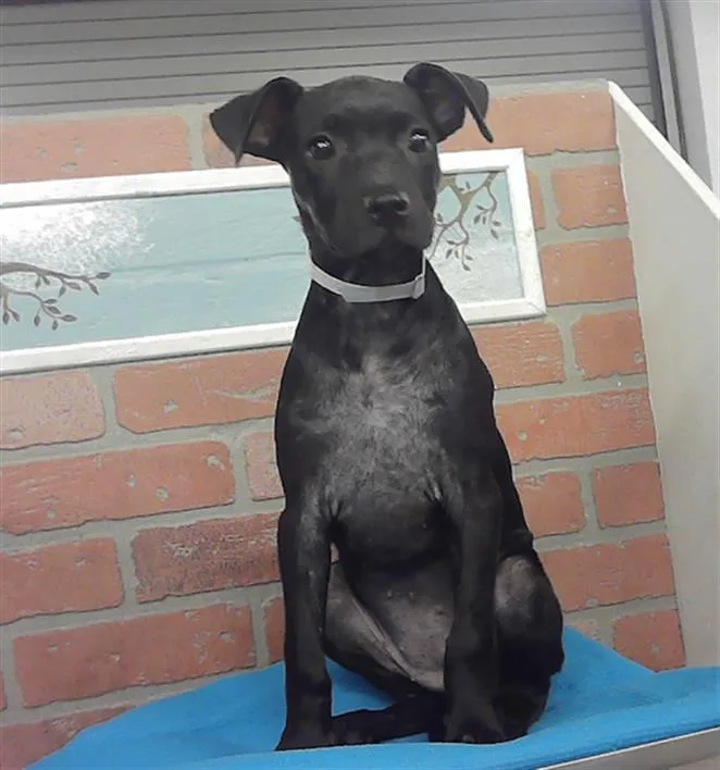A baby small-sized female Staffordshire Bull Terrier dog named A for adoption in Houston, TX