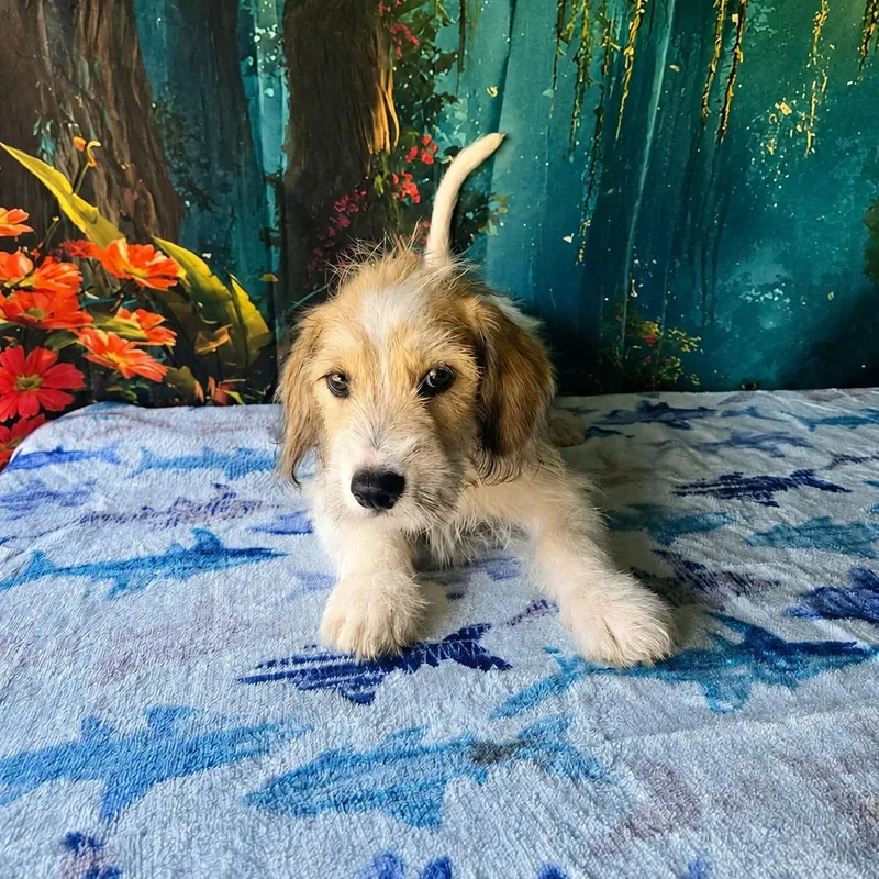 Luka