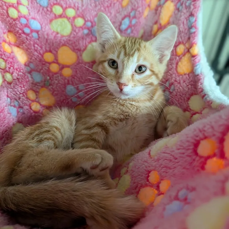 A baby medium-sized male Tabby (Orange / Red) Domestic Short Hair cat named Ronald McDonald for adoption in Cape Girardeau, MO