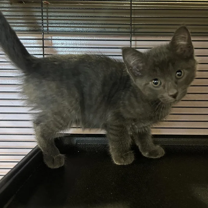 A baby small-sized male Gray / Blue / Silver Domestic Short Hair cat named Little John for adoption in Binghamton, NY