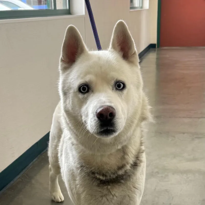 A senior large-sized male White / Cream Siberian Husky dog named Miko for adoption in Reno, NV