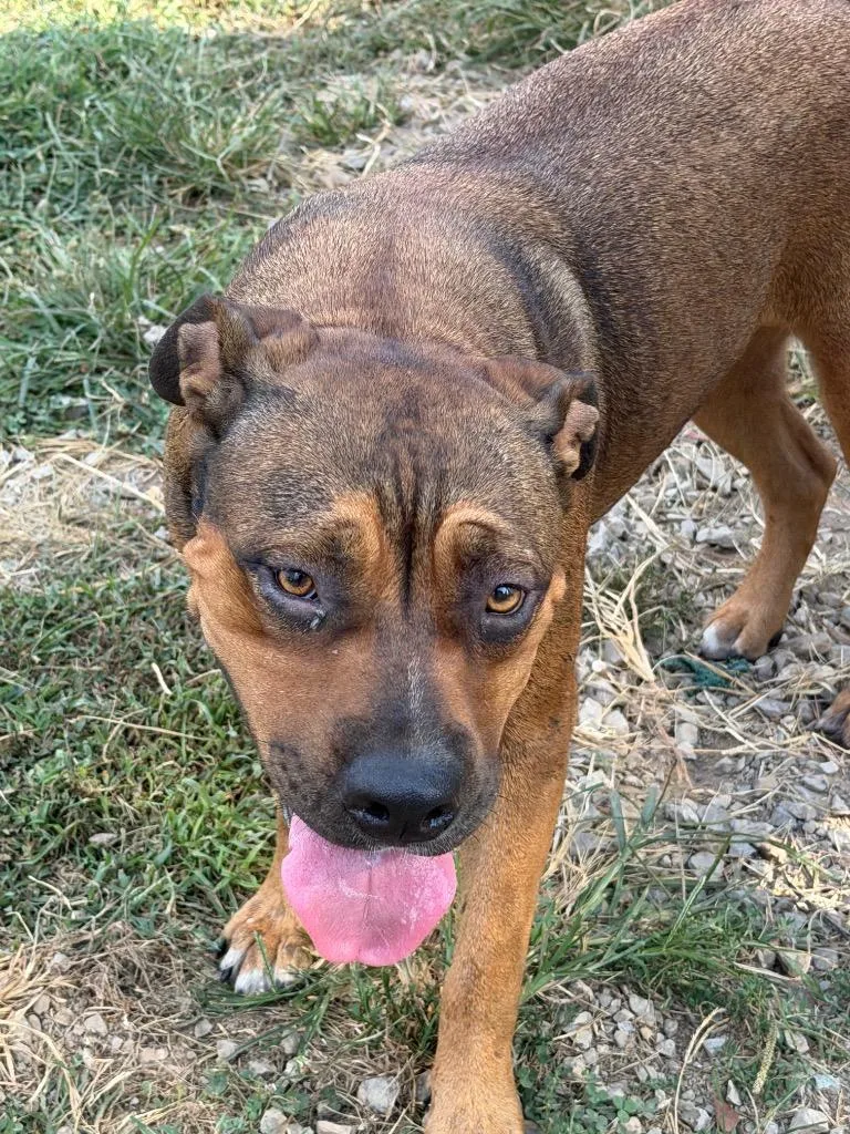 An adult large-sized female Brown / Chocolate Mixed Breed dog named Saydee for adoption in Tullahoma, TN