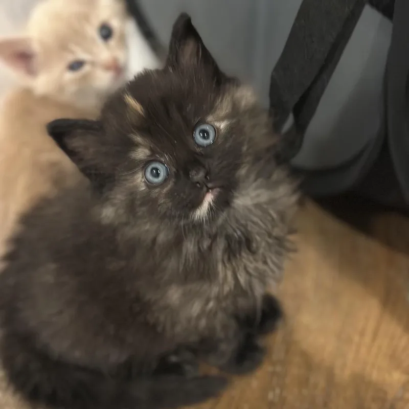 A baby small-sized female Tortoiseshell Domestic Long Hair cat named Moonie for adoption in Roswell, GA