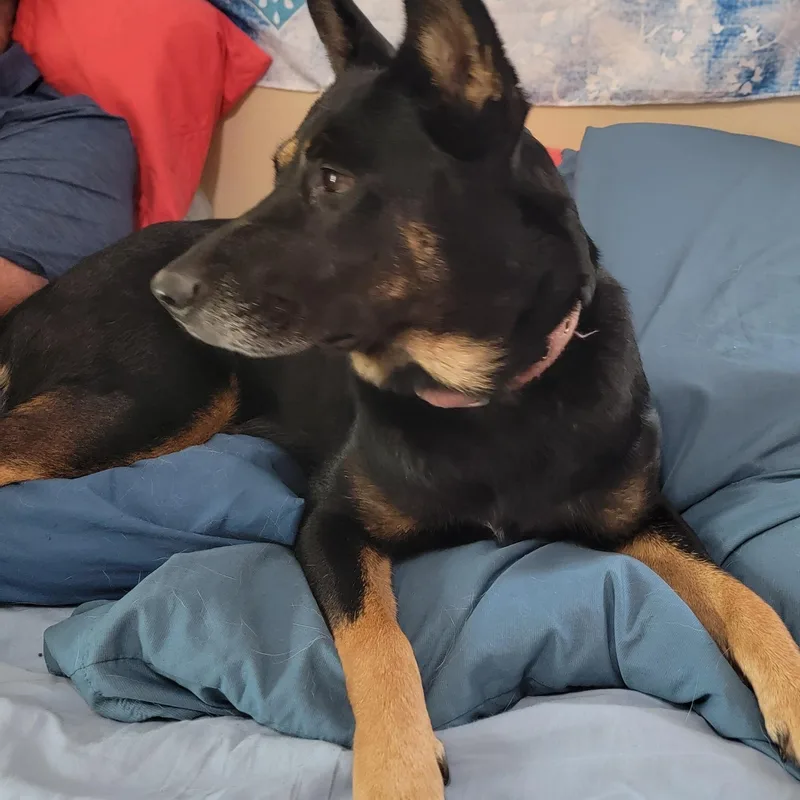 An adult medium-sized female Black German Shepherd Dog dog named Kloey for adoption in Houston, TX