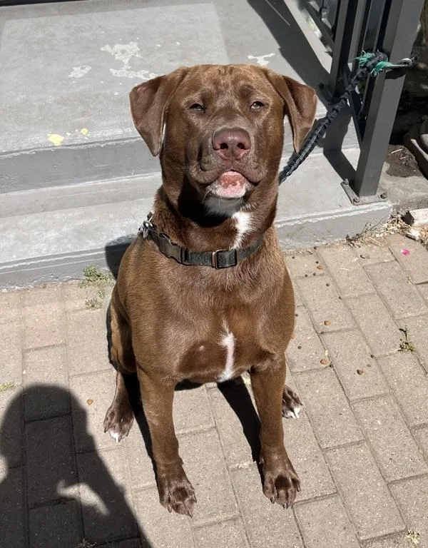 A young extra large-sized male Labrador Retriever dog named Matias for adoption in Napa, CA