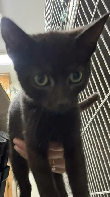 A baby small-sized female Black Domestic Short Hair cat named Ginger Spice for adoption in Dinwiddie, VA