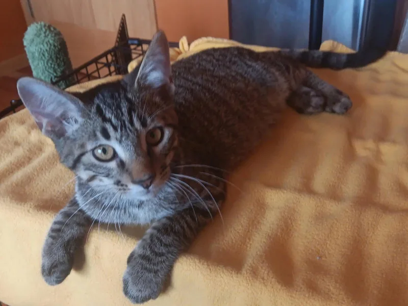 A baby small-sized male Domestic Short Hair cat named Starlight for adoption in Forest Lake, MN