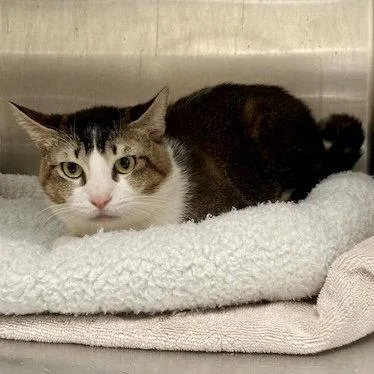 A young medium-sized male Brown / Chocolate Domestic Short Hair cat named Mackerel for adoption in Oakland, CA