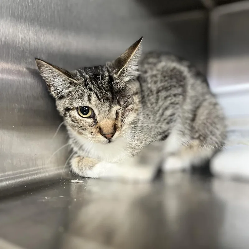 A baby small-sized male Brown / Chocolate Domestic Short Hair cat named Uno for adoption in Lakeland, FL