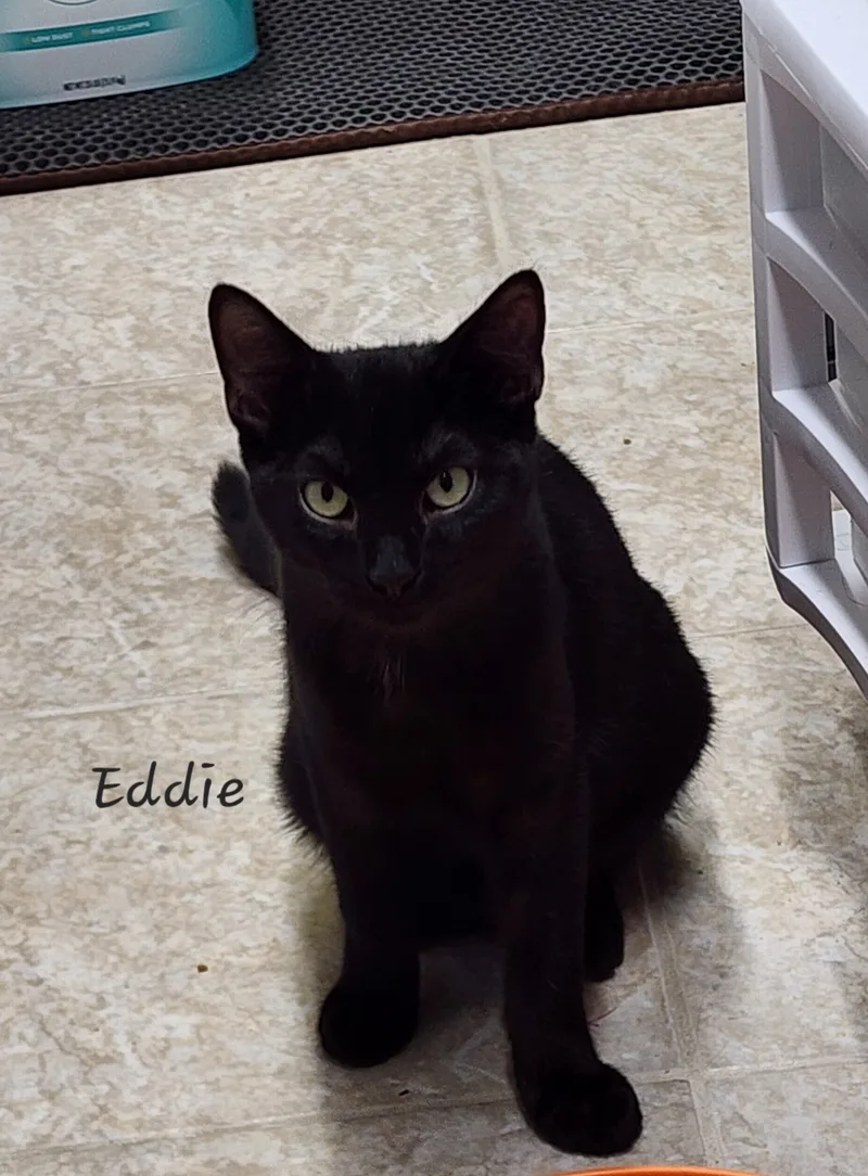 Eddie thumbnail 2