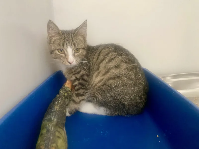 A baby small-sized male Tabby (Buff / Tan / Fawn) Domestic Short Hair cat named Ziggy for adoption in King George, VA