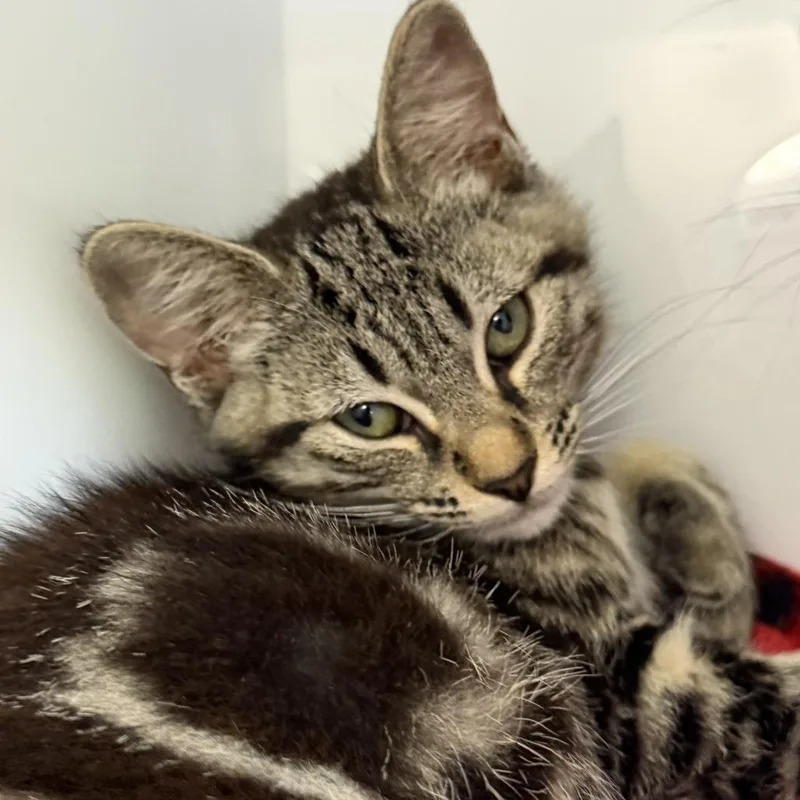 A baby small-sized male Domestic Short Hair cat named Diop for adoption in Los Angeles, CA