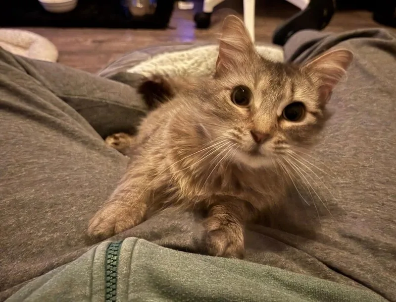 An adult medium-sized female Tabby cat named Matilda for adoption in Vacaville, CA