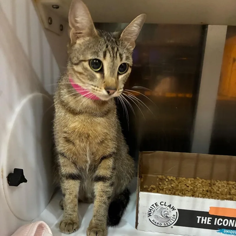 A young medium-sized female Brown / Chocolate Domestic Short Hair cat named Lane for adoption in Chattanooga, TN