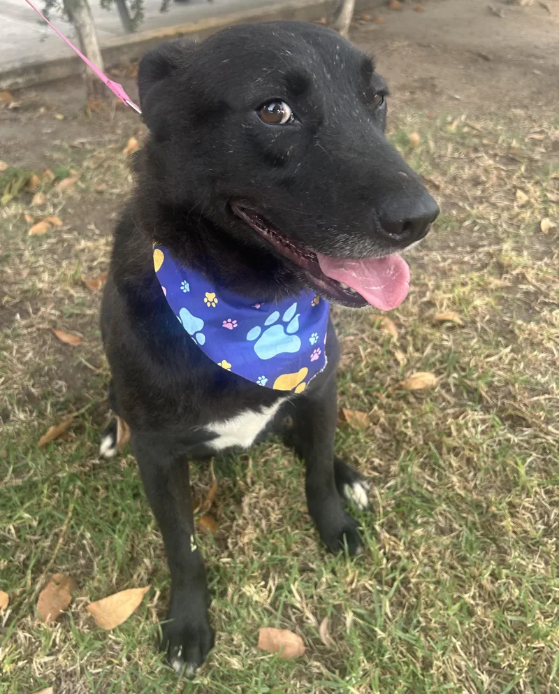 A young medium-sized female Black Labrador Retriever dog named Elsa for adoption in Bell Gardens, CA