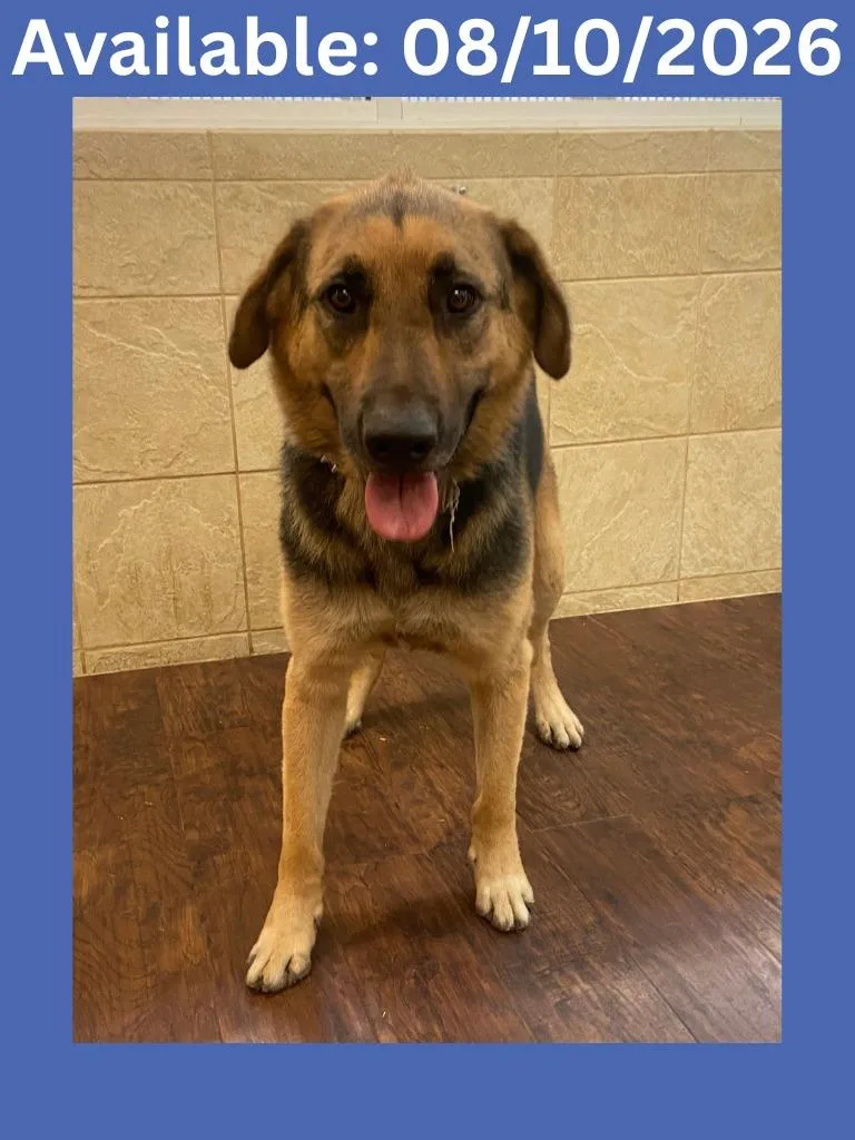 An adult large-sized male German Shepherd Dog dog named Dog Kennel Oso for adoption in Greenville, TX