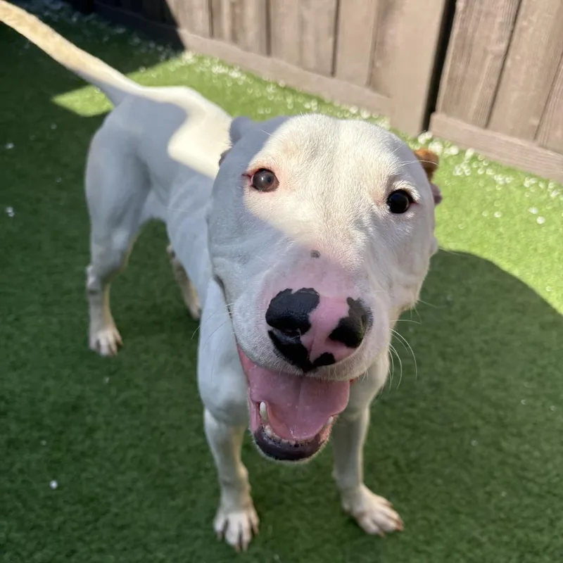 Commissioner thumbnail 2