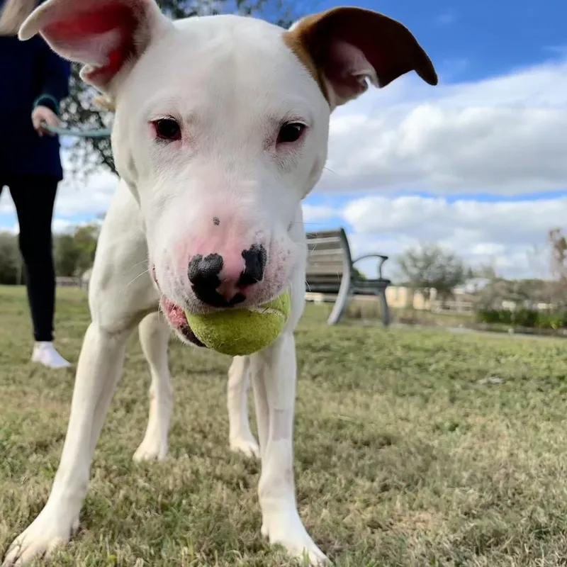 Commissioner thumbnail 3