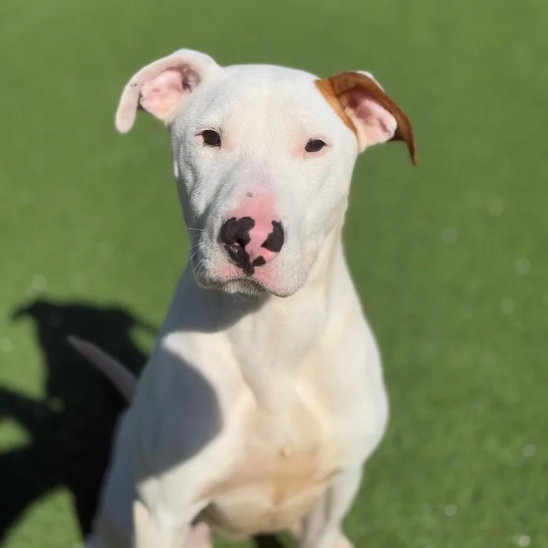 Commissioner thumbnail 5