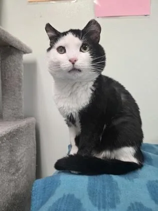 A senior large-sized male Domestic Short Hair cat named Memphis for adoption in Batavia, OH