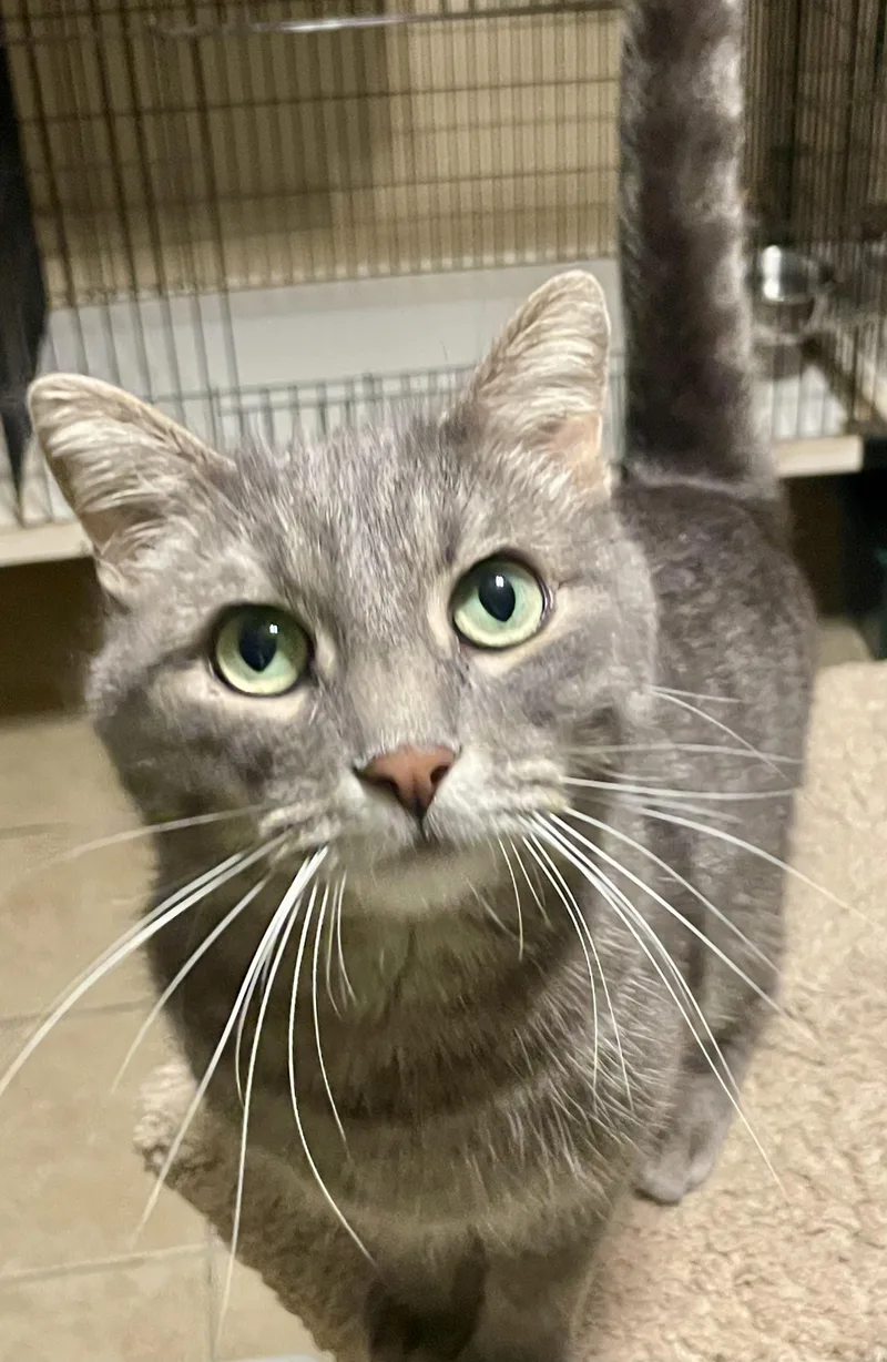 An adult large-sized male Tabby (Gray / Blue / Silver) Domestic Short Hair cat named Griffin for adoption in Lacon, IL
