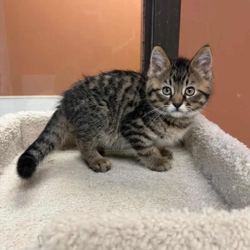 A baby small-sized male Domestic Short Hair cat named Boombox for adoption in Detroit Lakes, MN