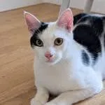 An adult small-sized male White Domestic Short Hair cat named Marco for adoption in Long Island City, NY