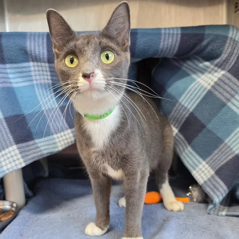 A young medium-sized female Gray / Blue / Silver Domestic Short Hair cat named Sky for adoption in Fort Wayne, IN