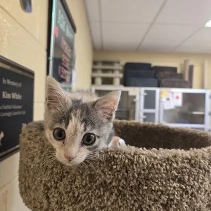 A young small-sized female Domestic Short Hair cat named Emmie for adoption in New Hope, PA