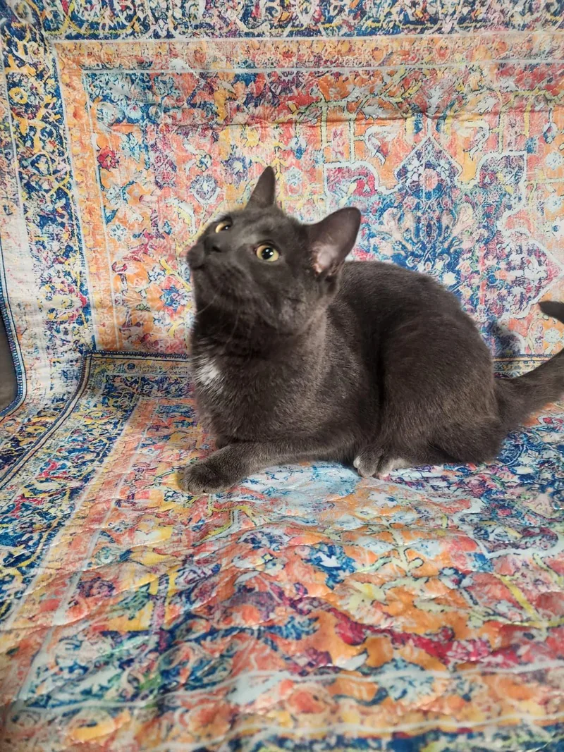 A young medium-sized female Black Domestic Short Hair cat named Brie for adoption in Hasbrouck Heights, NJ