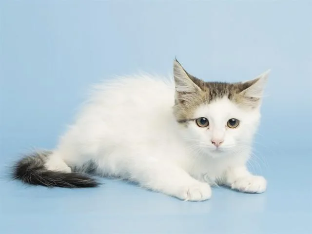 A baby small-sized male Domestic Short Hair cat named Parker for adoption in Phoenix, AZ