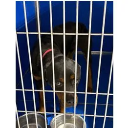 A young medium-sized male Brown / Chocolate Rottweiler dog named Willy for adoption in Franklin, NC