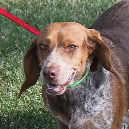 An adult medium-sized female Beagle dog named Caitlin for adoption in Elk Grove Village, IL