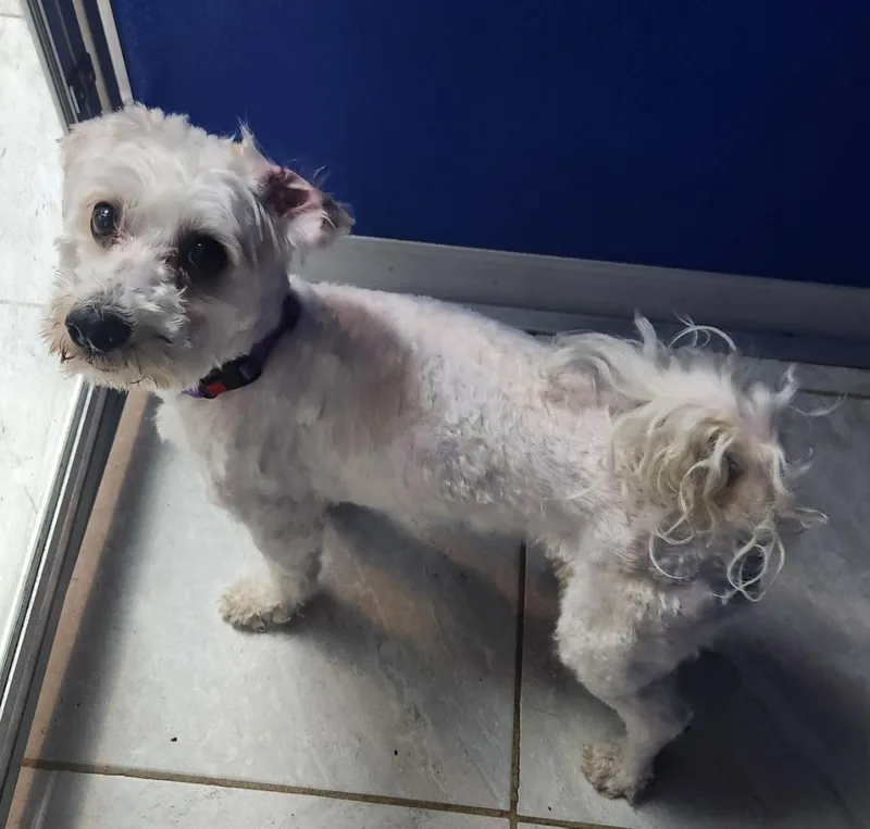 An adult small-sized male Maltese dog named Bullet for adoption in Walnutport, PA