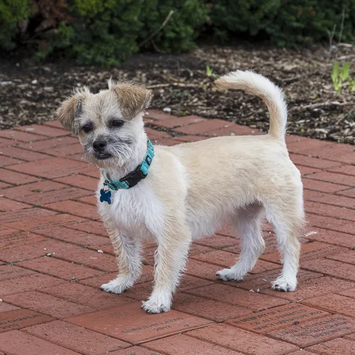 A young medium-sized female Cairn Terrier dog named Patsy for adoption in Arlington Heights, IL